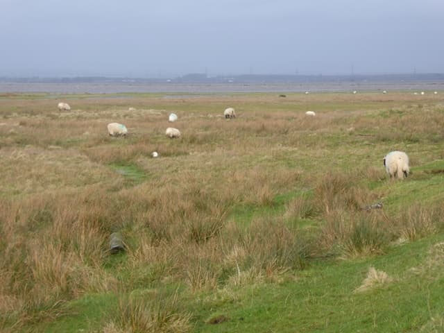 Moutons sur Burgh Marsh, avec le Solway Firth et la rive opposée au loin