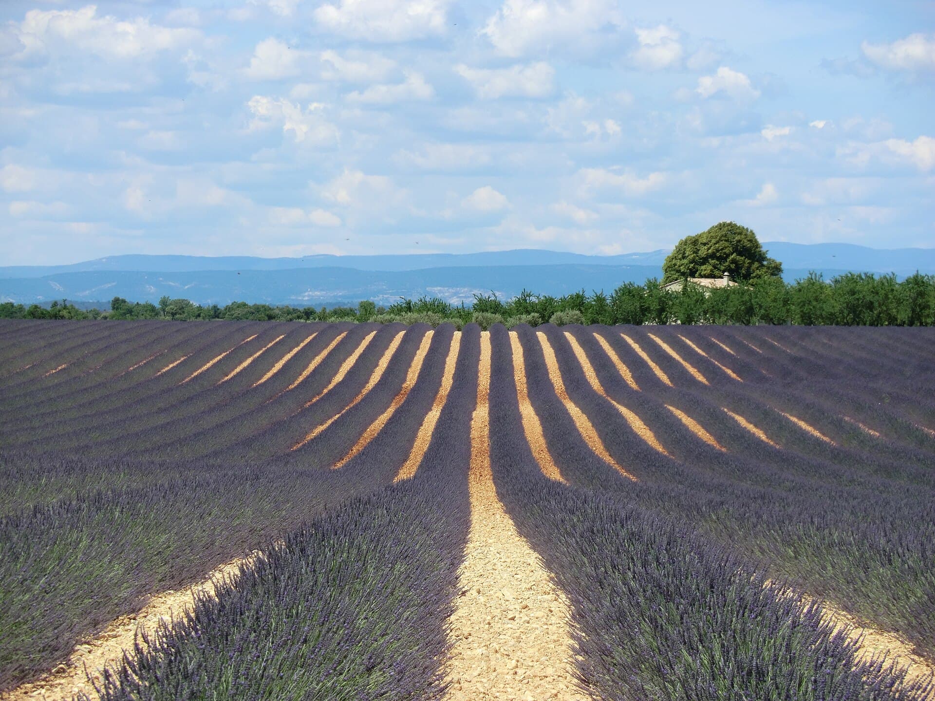 Champ de lavande dans la région de Valensole, Alpes-de-Haute-Provence