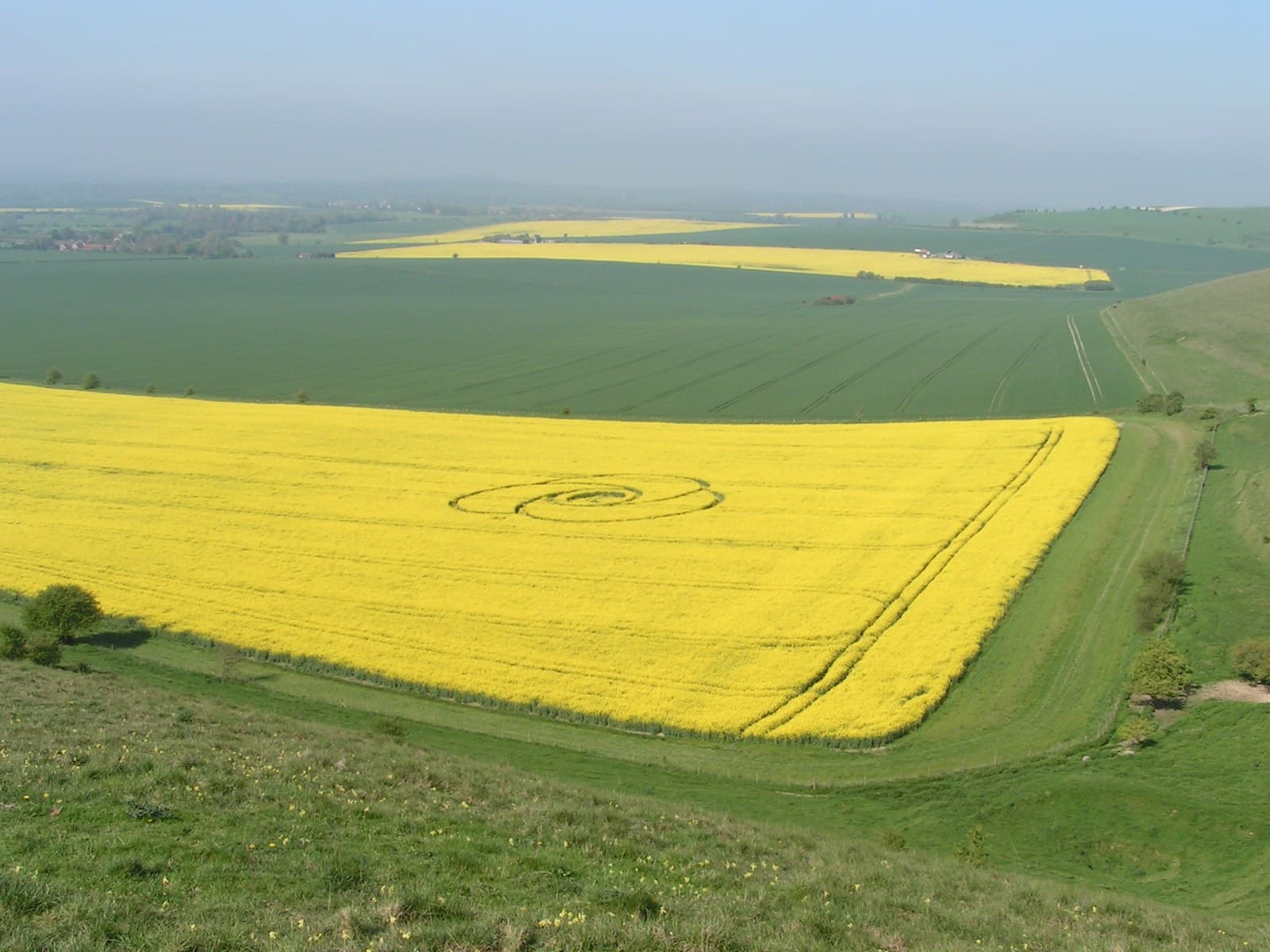 Crop formation in a yellow field below Milk Hill in Wiltshire, England